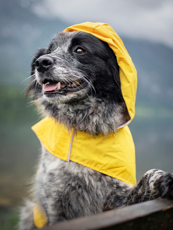 dog wearing yellow rain coat